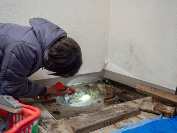 Best Basement Mold Removal  in River Hills, WI