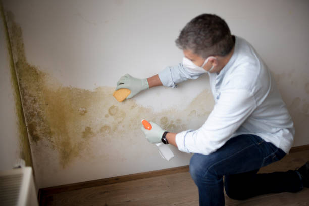 Biohazard Mold Removal in River Hills, WI