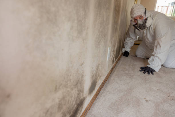 Best Dehumidification Services  in River Hills, WI